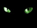 Cat eyes.jpg